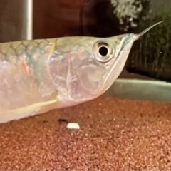 ⭐︎決まりました⭐︎ 熱帯魚　シルバーアロワナ　（値引き交渉OKです）