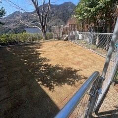 ドッグランや芝張りの画像