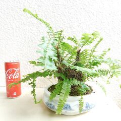 ネフロレピスの中古が安い!激安で譲ります・無料であげます ネフロレピスの中古が安い!激安で譲ります・無料であげます