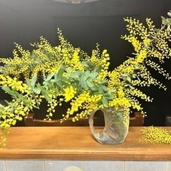ミモザ　切花