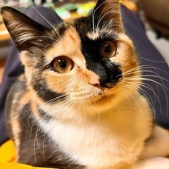 三毛猫メス