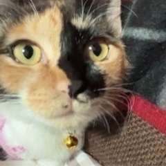 三毛猫メス - 中央市