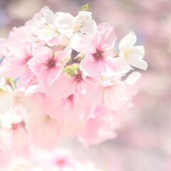 4月6日（土）満開桜　京都　宇治エリア　男女1名ずつ募集 - 宇治市