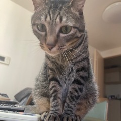 保護猫、推定5歳の男の子(急募)トラくん