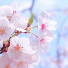 【無料】音楽、芸能関係者メインの代々木公園お花見