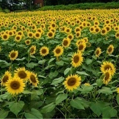 4/14(日)13時～ボランティアさん募集！！軽食あり☆お喋りし...