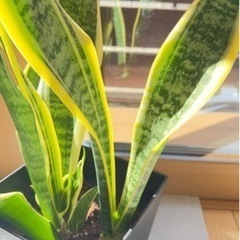 観葉植物（サンスベリア）+土+鉢