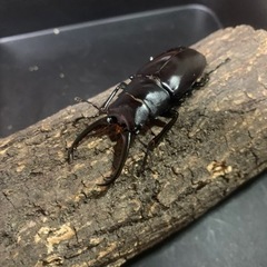 ギラファノコギリクワガタ