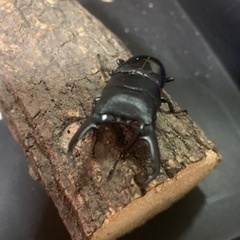 本土ヒラタクワガタ1♂2♀