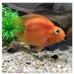 熱帯魚