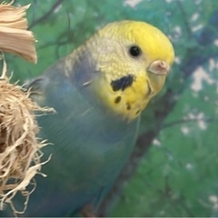 決まりました！！ありがとうございました⭐︎セキセイインコパステル...