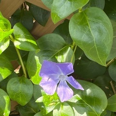 無料❗️ビンカマジョール　常緑　10株