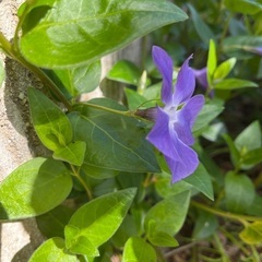 無料❗️ビンカマジョール　常緑　10株の画像
