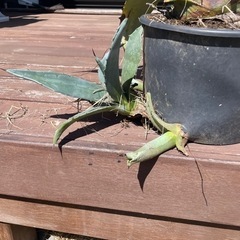 生活雑貨 家庭用品 ガーデニングの画像