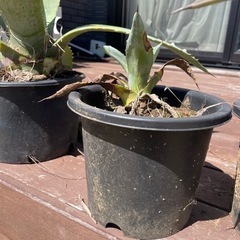 生活雑貨 家庭用品 ガーデニングの画像