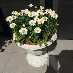 ①春の花 鉢付 ネモフィラ３株&ノースポール３株植え  苗