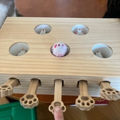 猫おもちゃ　あげます