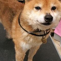 茶　豆柴の男の子