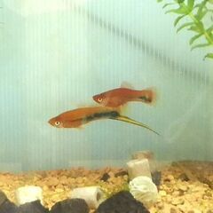 ソードテール 成魚  ３匹（オス１，メス２）