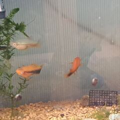 ソードテール 成魚  ３匹（オス１，メス２）の画像
