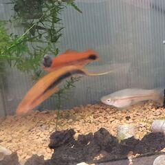 ソードテール 成魚  ３匹（オス１，メス２）の画像