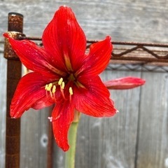 アマリリス　赤　　　　　　　　　子株も付いています。💕ビニール鉢入り