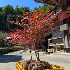南天の画像