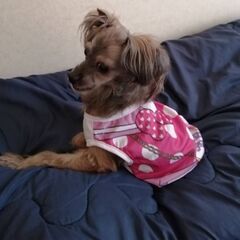 里親募集中