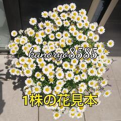 ①春の花 鉢付 ネモフィラ３株&ノースポール３株植え  苗の画像