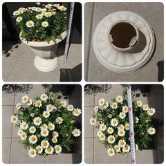 ①春の花 鉢付 ネモフィラ３株&ノースポール３株植え  苗の画像