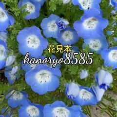①春の花 鉢付 ネモフィラ３株&ノースポール３株植え  苗の画像