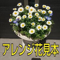 ①春の花 鉢付 ネモフィラ３株&ノースポール３株植え  苗の画像