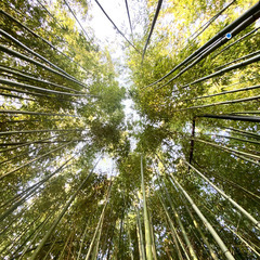 中部地方限定！竹細工籠教室体験 １day!! 他では体験できない貴重なレッスン　(日本一安く本格派竹細工教室）の画像