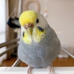 セキセイインコ　メス　4歳