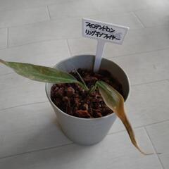 観葉植物小鉢　5鉢の画像