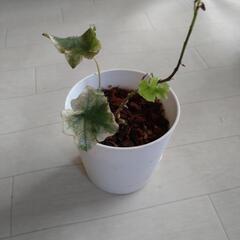 観葉植物小鉢　5鉢の画像