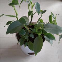 観葉植物小鉢　5鉢の画像