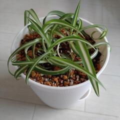 観葉植物小鉢　5鉢