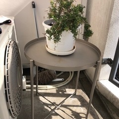 ローズマリー植物+植木鉢の画像