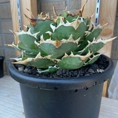 アガベ　ノーネーム　塊根植物　竜舌蘭