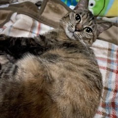 那覇市 小禄 周辺で迷子猫を探してます