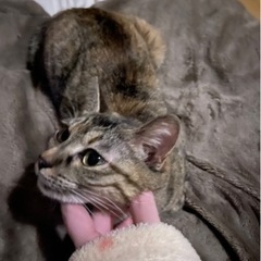 那覇市 小禄 周辺で迷子猫を探してます - 豊見城市