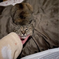 那覇市 小禄 周辺で迷子猫を探してます - その他