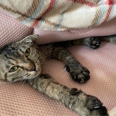那覇市 小禄 周辺で迷子猫を探してます − 沖縄県