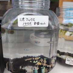 三色メダカミックス　24時間営業中！ 無人販売糸満ロータリー付近...