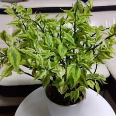 ありがとうございますm(__)m決まりました❗熱帯植物　観葉植物...