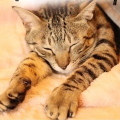 祝＊ずっとのおうちが決まりました♪話しかけると高確率でお返事して...