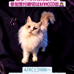 4/6(土)譲渡会♪1歳ラグドール♀ブルーポイントバイカラー(⋈...
