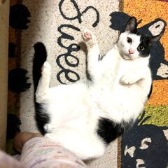 in豊明市☆保護猫の臨時譲渡会☆2024年3月31日（日）～ 非...