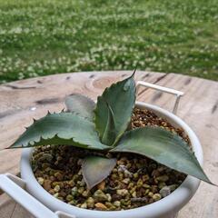 【観葉植物】アガベ　実生　パープルヘイズの画像